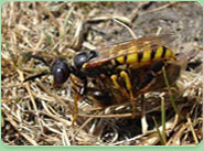 wasp control Harrogate