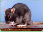 rat control Harrogate